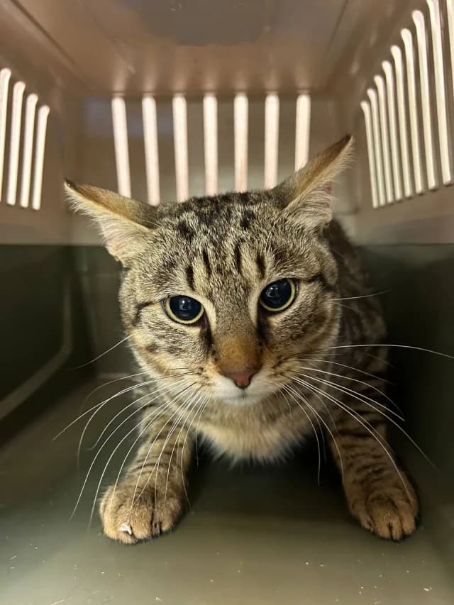 Cat 28838, female 6yo Mixed Breed for adoption at Pets Tallinn Shelter, Tallinn