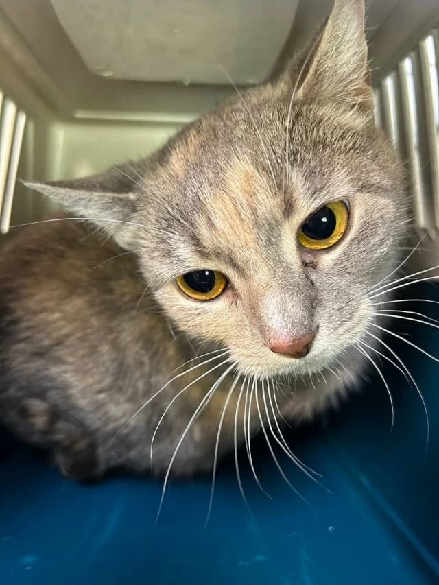 Cat 28839, female 6yo Mixed Breed for adoption at Pets Tallinn Shelter, Tallinn