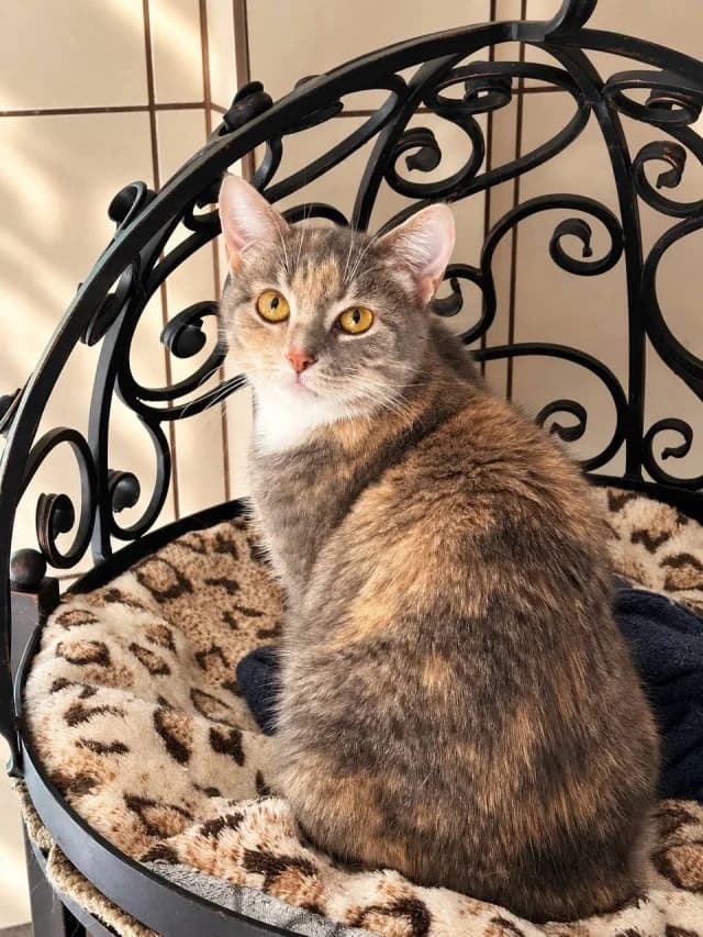 Cat 28839, female 3yo Mixed Breed for adoption at Pets Tallinn Shelter, Tallinn