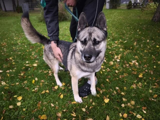 Muhtar, female 3yo Mixed Breed for adoption at Pets Tallinn Shelter, Tallinn