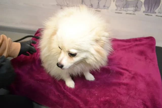 Kralya, female 5yo Mixed Breed for adoption at Pets Tallinn Shelter, Tallinn