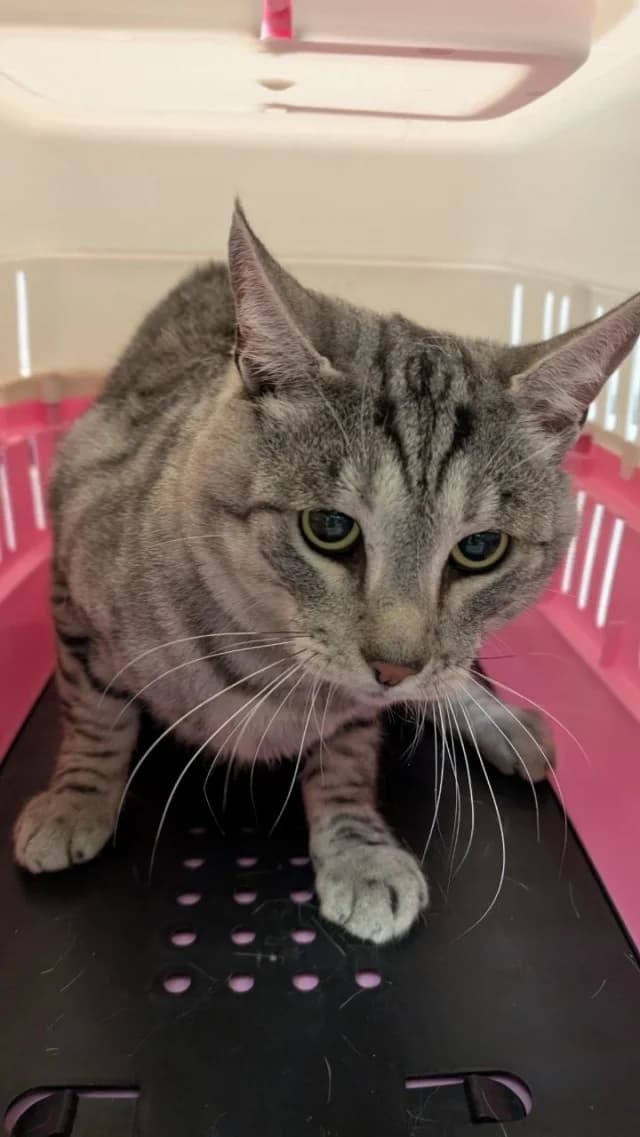 Cat 28873, female 3yo Mixed Breed for adoption at Pets Tallinn Shelter, Tallinn
