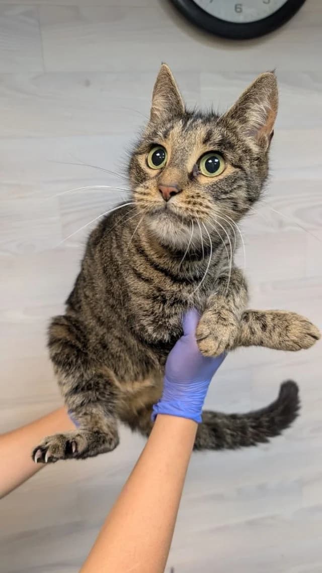 Cat 28874, female 3yo Mixed Breed for adoption at Pets Tallinn Shelter, Tallinn