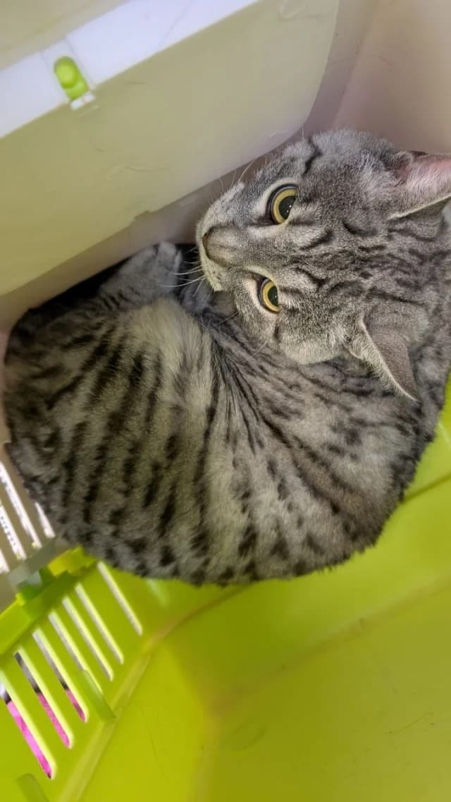Cat 28875, female 3yo Mixed Breed for adoption at Pets Tallinn Shelter, Tallinn