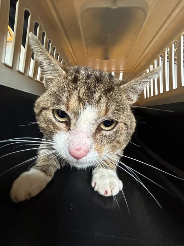 Cat 28878, female 3yo Mixed Breed for adoption at Pets Tallinn Shelter, Tallinn