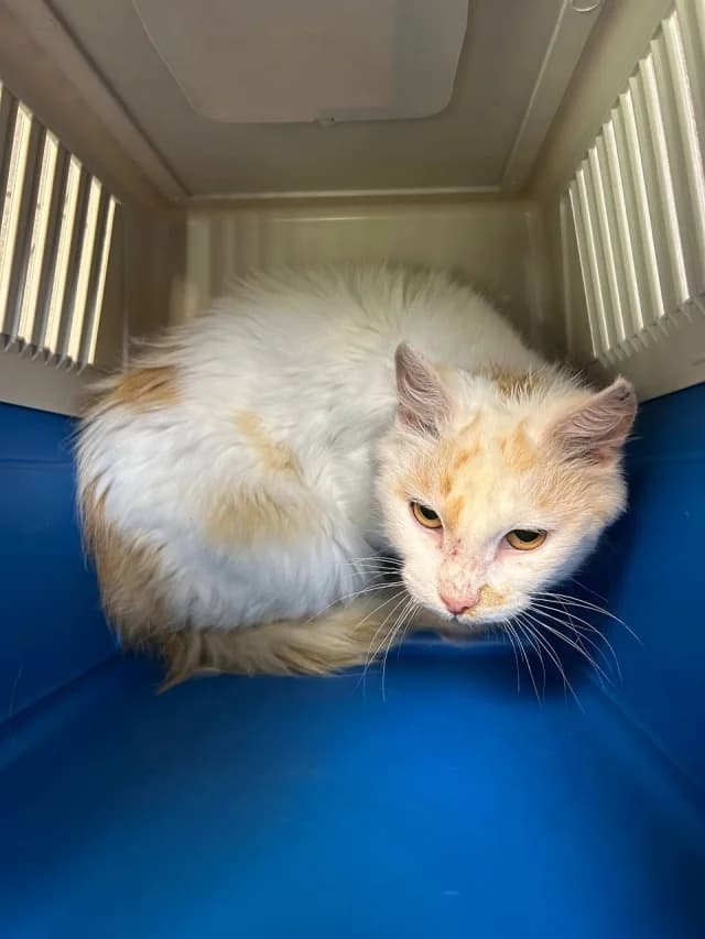 Cat 28880, female 3yo Mixed Breed for adoption at Pets Tallinn Shelter, Tallinn