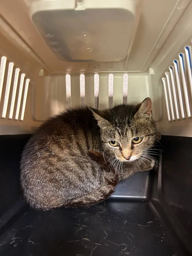 Cat 28881, female 3yo Mixed Breed for adoption at Pets Tallinn Shelter, Tallinn
