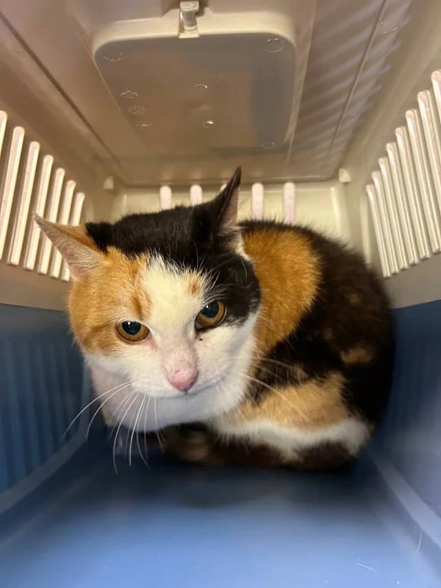 Cat 28882, female 3yo Mixed Breed for adoption at Pets Tallinn Shelter, Tallinn