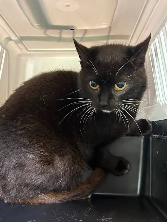 Cat 28883, female 3yo Mixed Breed for adoption at Pets Tallinn Shelter, Tallinn