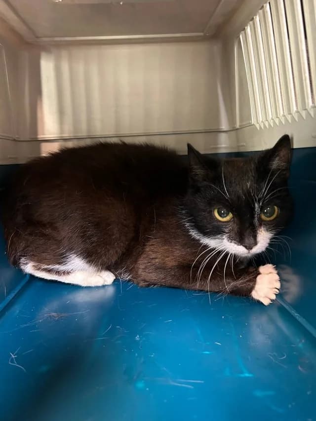 Cat 28884, female 3yo Mixed Breed for adoption at Pets Tallinn Shelter, Tallinn