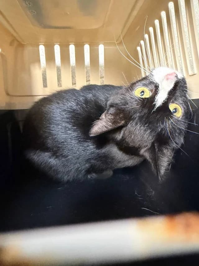 Cat 28885, female 3yo Mixed Breed for adoption at Pets Tallinn Shelter, Tallinn