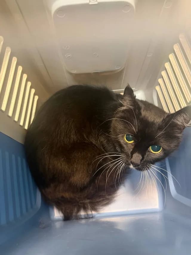 Cat 28886, female 3yo Mixed Breed for adoption at Pets Tallinn Shelter, Tallinn
