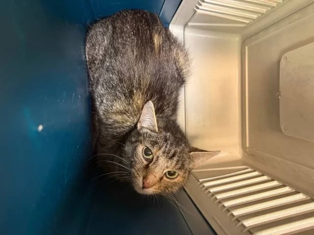 Cat 28890, female 3yo Mixed Breed for adoption at Pets Tallinn Shelter, Tallinn