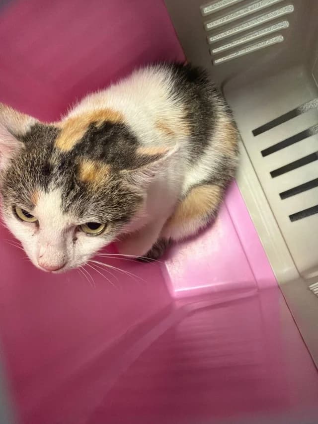 Cat 28894, female 3yo Mixed Breed for adoption at Pets Tallinn Shelter, Tallinn