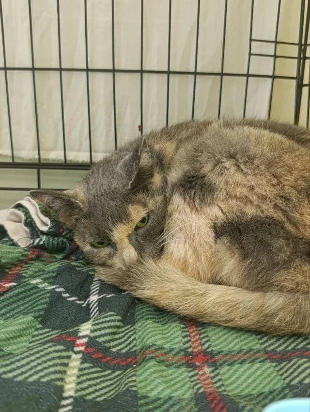 Cat 28895, female 3yo Mixed Breed for adoption at Pets Tallinn Shelter, Tallinn