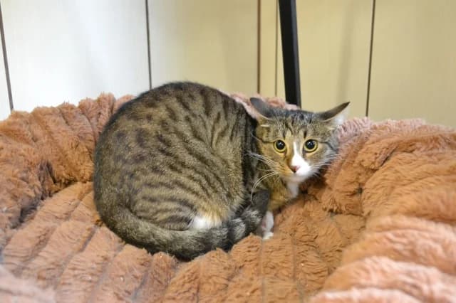 Cat 28897, female 3yo Mixed Breed for adoption at Pets Tallinn Shelter, Tallinn