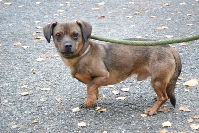 Dog 28914, male 6yo Mixed Breed for adoption at Pets Tallinn Shelter, Tallinn
