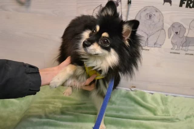 Zara, male 6yo Mixed Breed for adoption at Pets Tallinn Shelter, Tallinn
