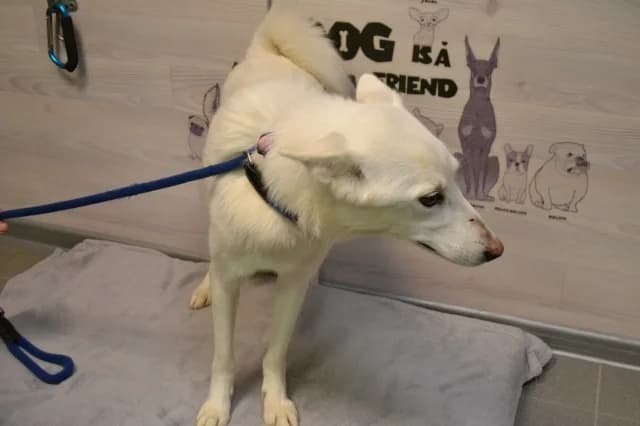 Heina, male 6yo Mixed Breed for adoption at Pets Tallinn Shelter, Tallinn