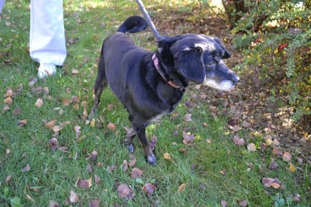 Dog 28922, male 6yo Mixed Breed for adoption at Pets Tallinn Shelter, Tallinn