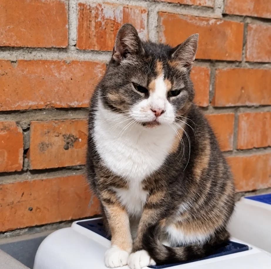 Ginny, female 3yo Mixed Breed for adoption at MTÜ Saaremaa Lemmikloomade Turvakodu, Kuressaare