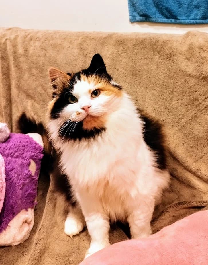 Katariina Rosaalie, female 3yo Mixed Breed for adoption at MTÜ Saaremaa Lemmikloomade Turvakodu, Kuressaare