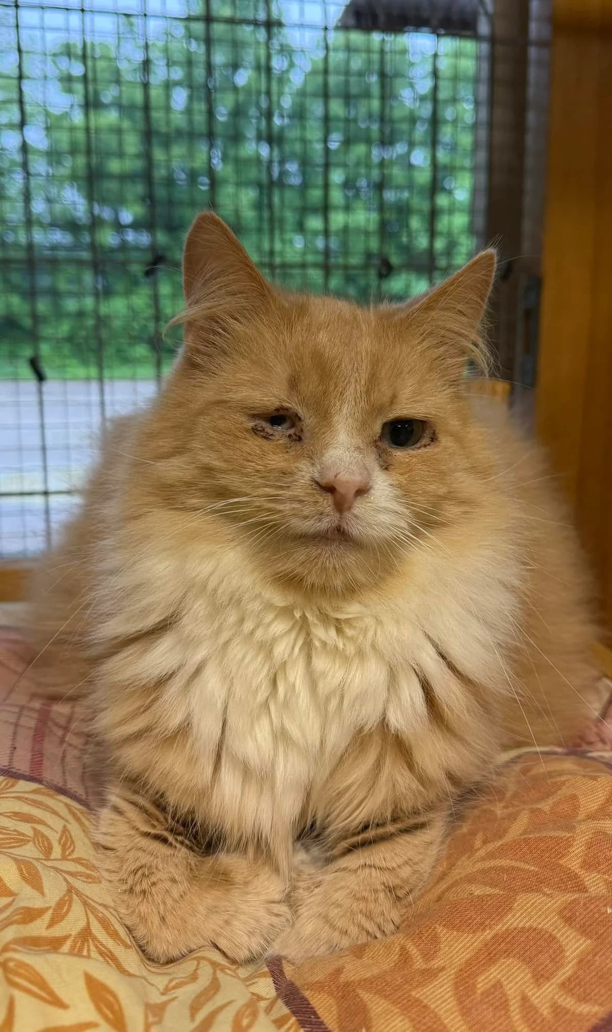 Leo, male 5yo Mixed Breed for adoption at MTÜ Saaremaa Lemmikloomade Turvakodu, Kuressaare