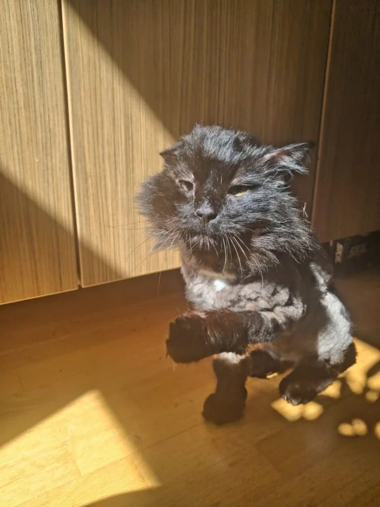 Lembit, male Mixed Breed for adoption at MTÜ Tartu Kassikaitse, Tartu