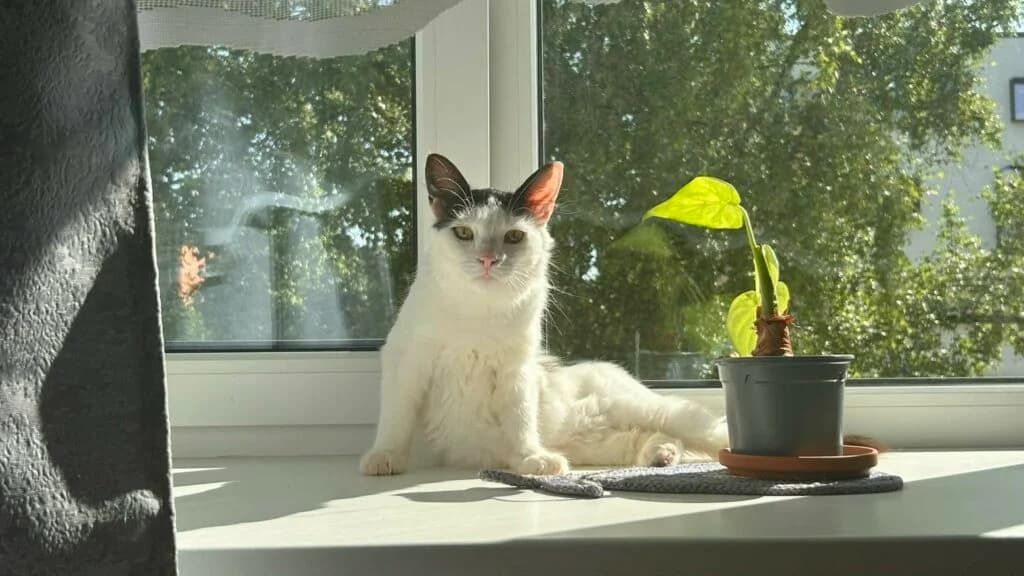 Mustu, male Mixed Breed for adoption at MTÜ Tartu Kassikaitse, Tartu