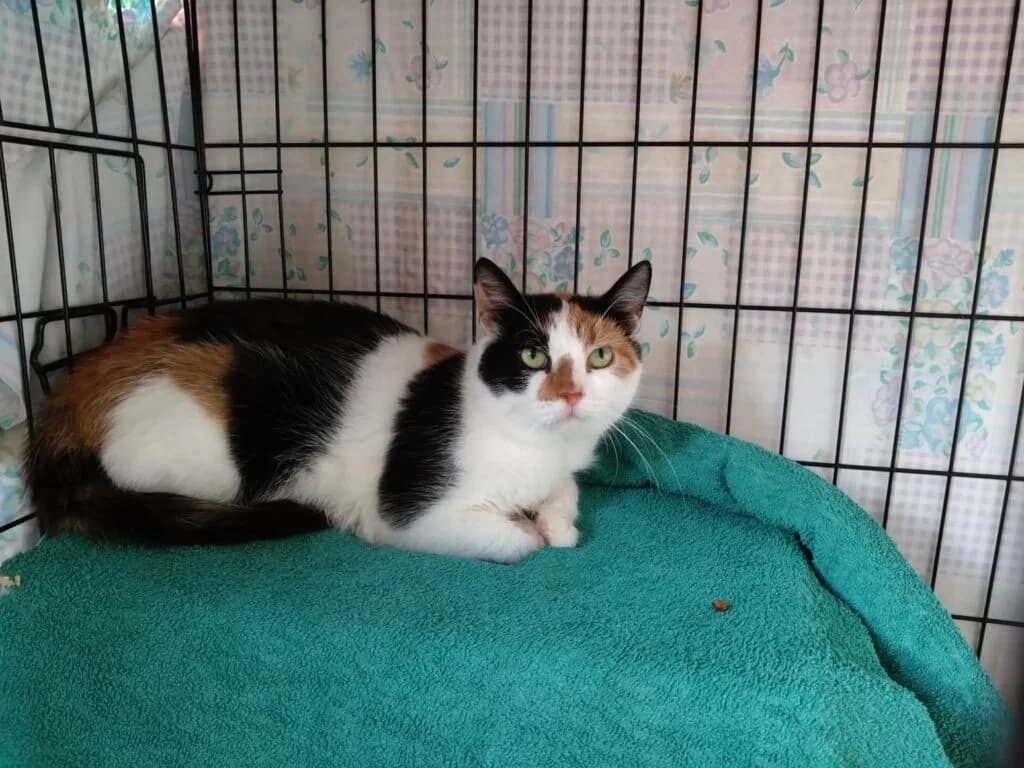 Halime, female Mixed Breed for adoption at MTÜ Tartu Kassikaitse, Tartu