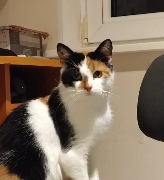 Halime, female Mixed Breed for adoption at MTÜ Tartu Kassikaitse, Tartu