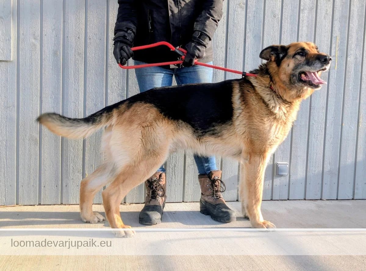 AMIR, Lühikarvaline musta selja ja pruuni piirdega male senior mixed breed for adoption at Tartu Koduta Loomade Varjupaik, Tartu Varjupaik