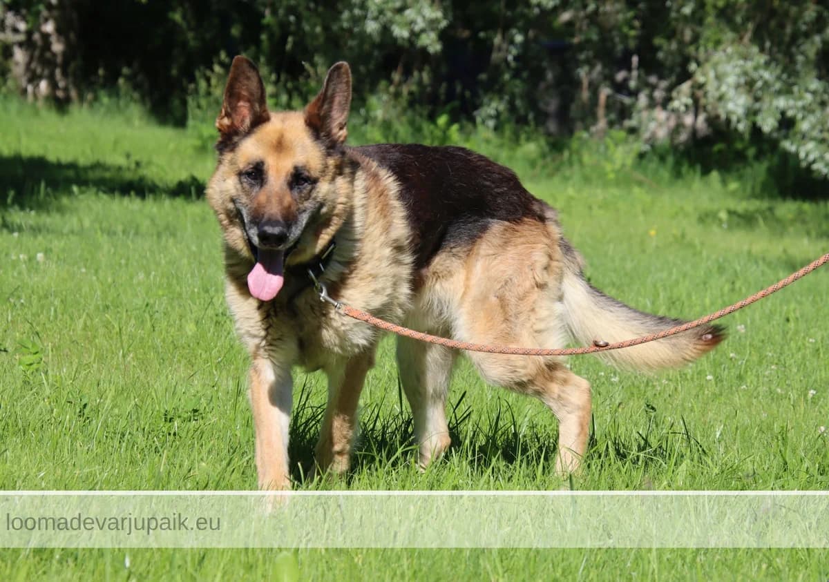 AMIR, Lühikarvaline musta selja ja pruuni piirdega male senior mixed breed for adoption at Tartu Koduta Loomade Varjupaik, Tartu Varjupaik