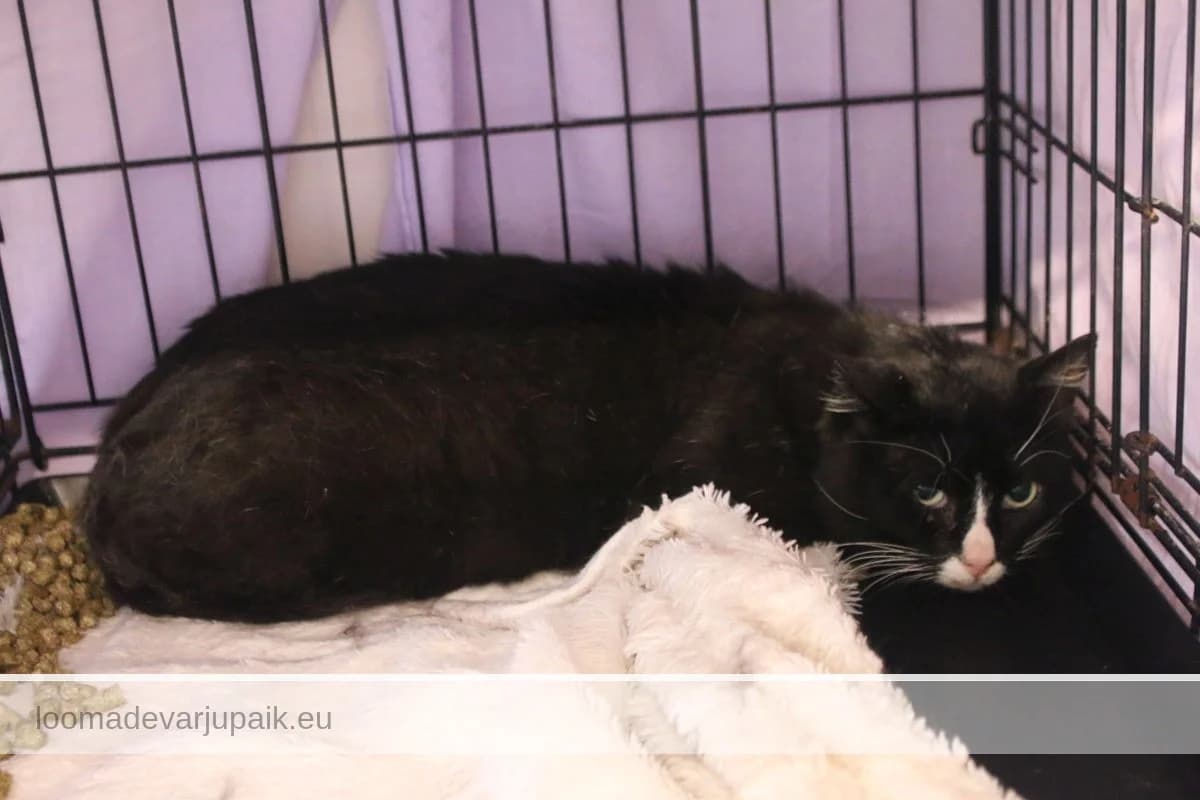 AULIK, Lühikarvaline must valgega male 5yo mixed breed for adoption at Tartu Koduta Loomade Varjupaik, Tartu Varjupaik