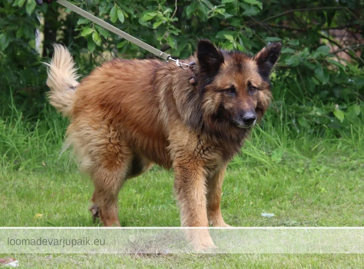 BREXIT, Pikakarvaline punane musta maskiga male 7yo mixed breed for adoption at Tartu Koduta Loomade Varjupaik, Tartu Varjupaik