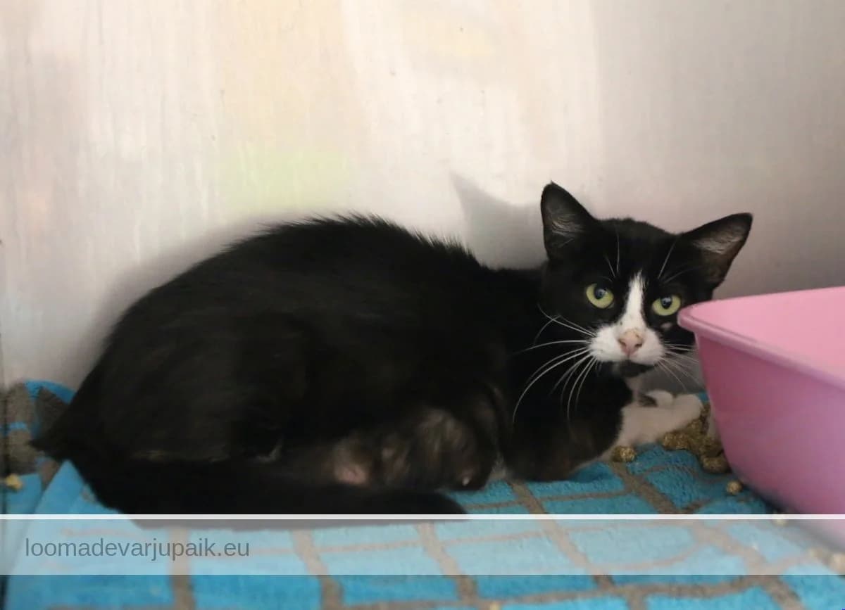 COMME-CI, Lühikarvaline must valgega female 3yo mixed breed for adoption at Tartu Koduta Loomade Varjupaik, Tartu Varjupaik