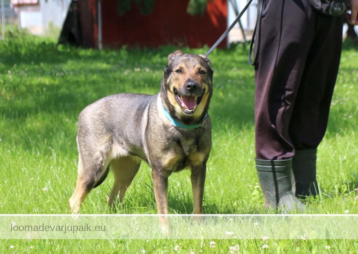 DORA, Lühikarvaline pruun sonaarne female 7yo mixed breed for adoption at Tartu Koduta Loomade Varjupaik, Tartu Varjupaik