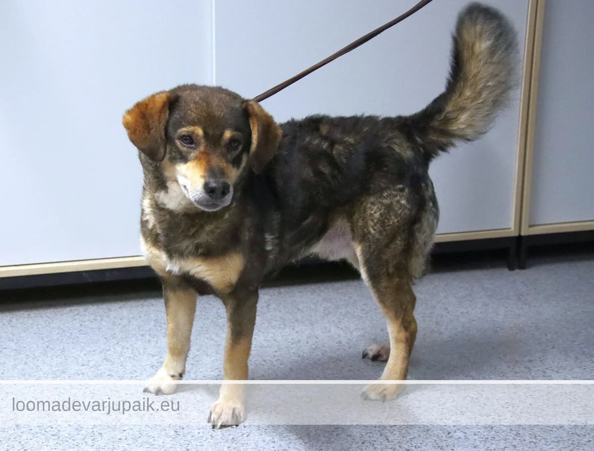ENNU, lühikarvaline sonaarne pruun heleda piirdega male senior mixed breed for adoption at Tartu Koduta Loomade Varjupaik, Tartu Varjupaik