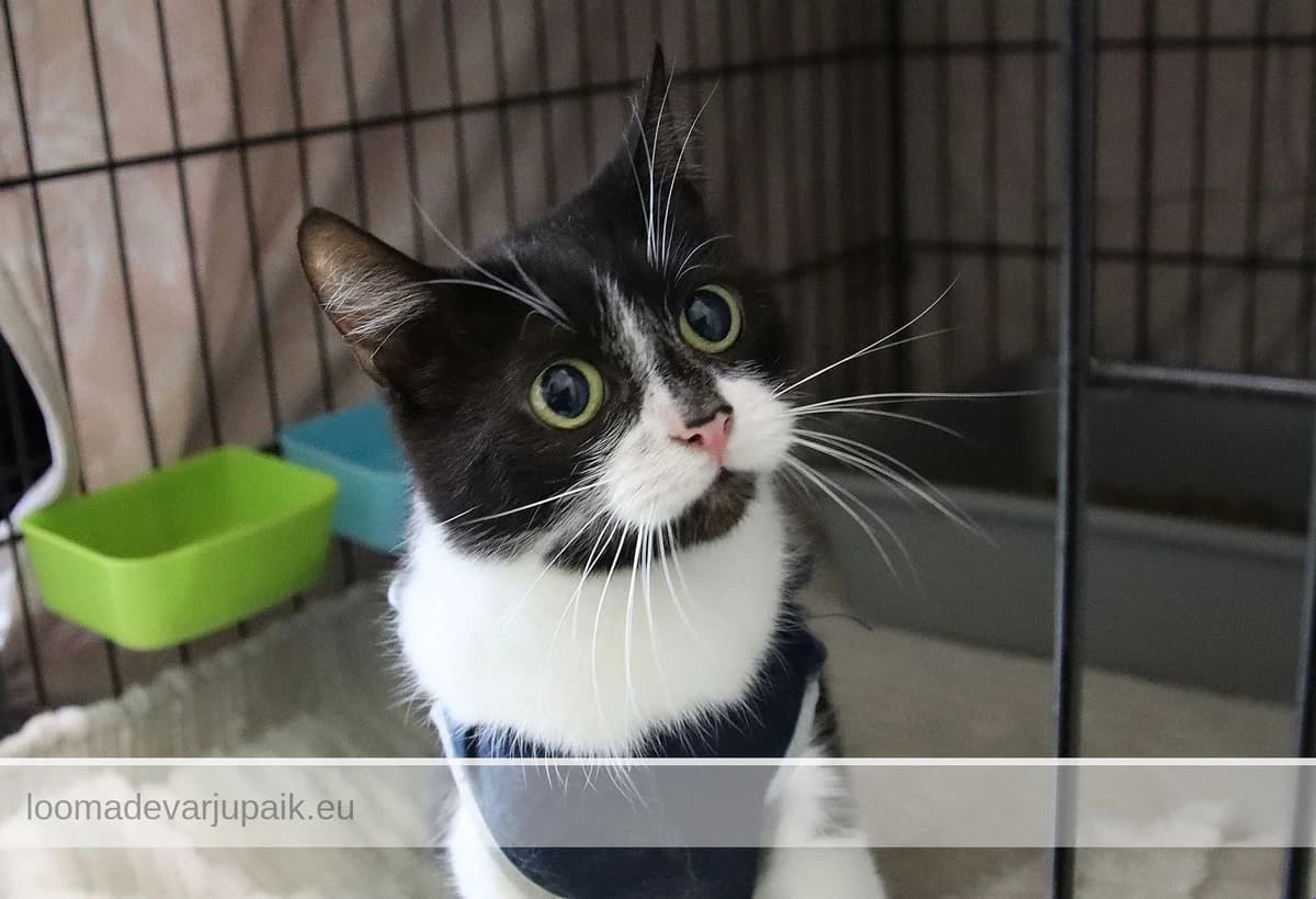 KÄRR, Lühikarvaline must valgega female mixed breed for adoption at Tartu Koduta Loomade Varjupaik, Tartu Varjupaik