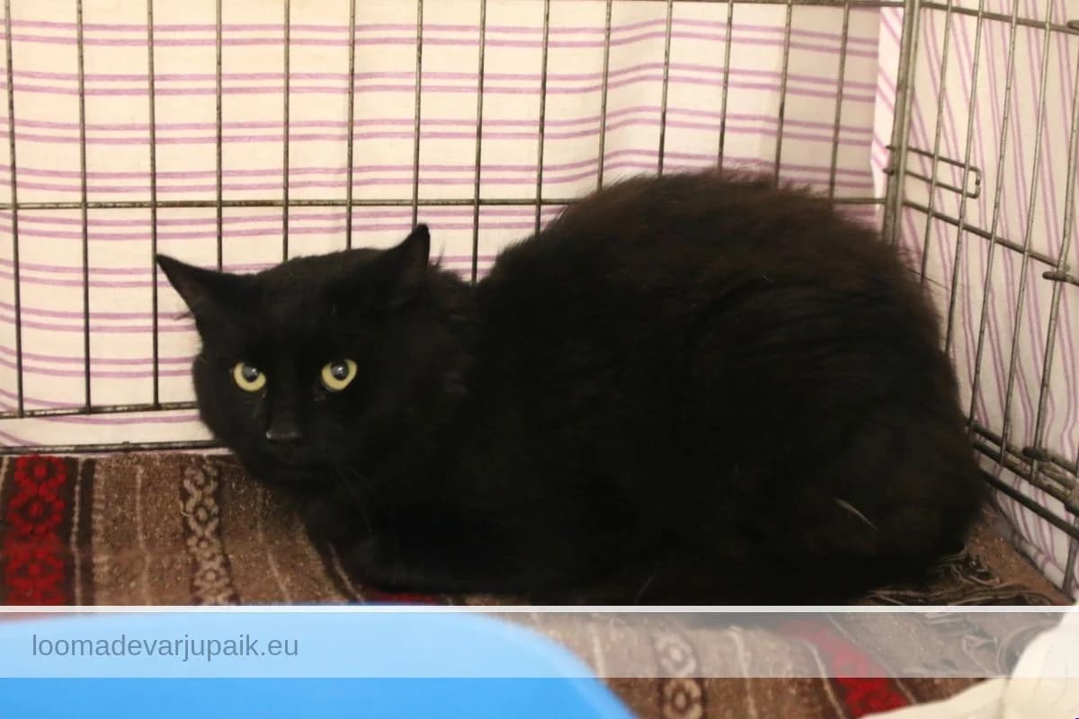 KALJOR, Poolpikakarvaline must male 3yo mixed breed for adoption at Tartu Koduta Loomade Varjupaik, Tartu Varjupaik