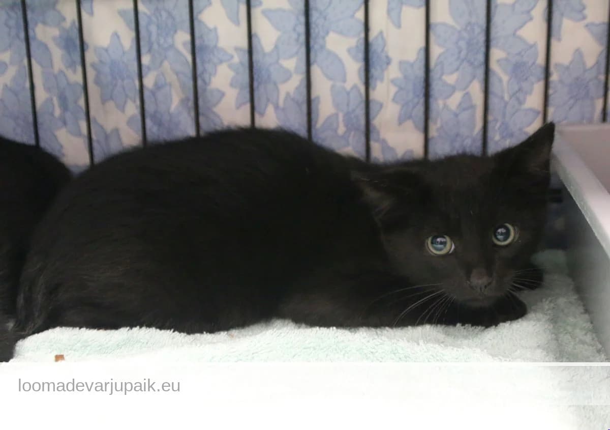 KASS PUKALT, Lühikarvaline must female mixed breed for adoption at Tartu Koduta Loomade Varjupaik, Tartu Varjupaik
