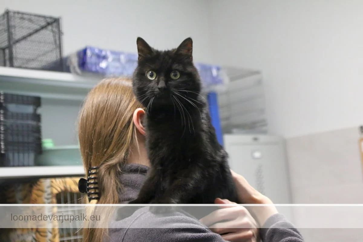 KENNO, Poolpikakarvaline must male 4yo mixed breed for adoption at Tartu Koduta Loomade Varjupaik, Tartu Varjupaik