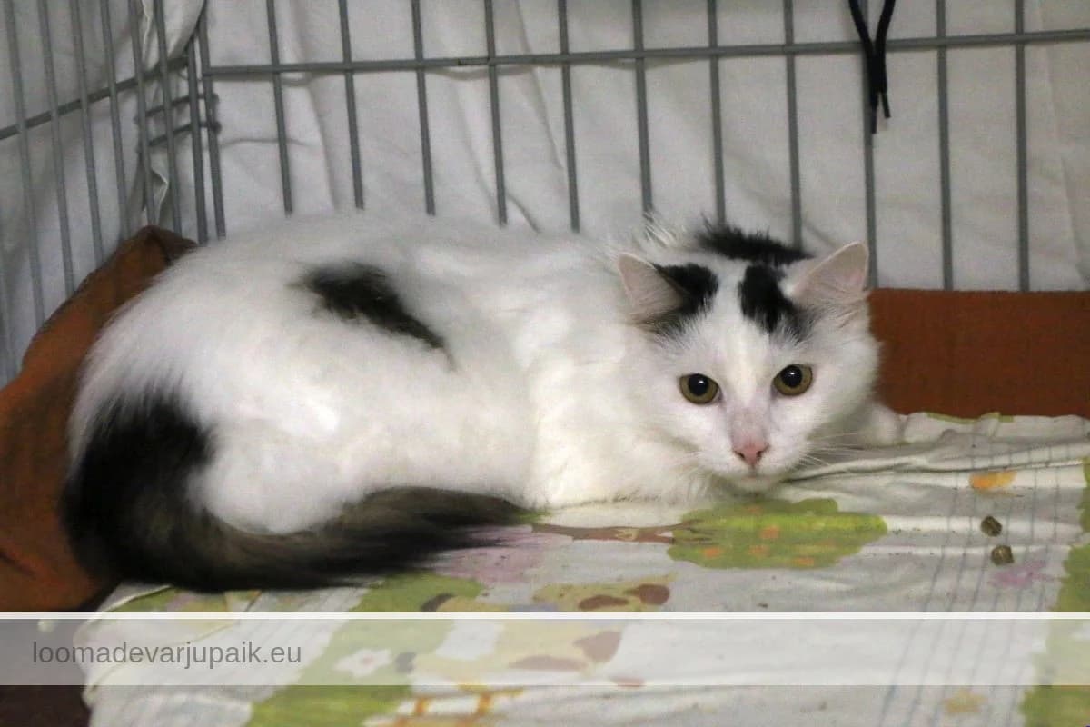 LINAVÄSTRIK, Poolpikakarvaline valge mustade laikudega male 6yo mixed breed for adoption at Tartu Koduta Loomade Varjupaik, Tartu Varjupaik