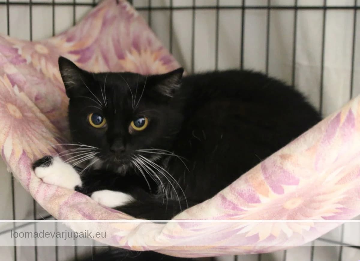 LUCY AFS, Lühikarvaline must valgega female 3yo mixed breed for adoption at Tartu Koduta Loomade Varjupaik, Tartu Varjupaik