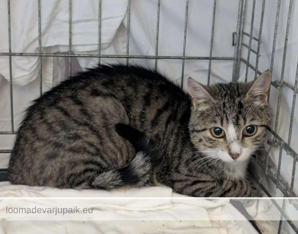 MEELESPEA, Lühikarvaline triibik valgega female mixed breed for adoption at Tartu Koduta Loomade Varjupaik, Tartu Varjupaik
