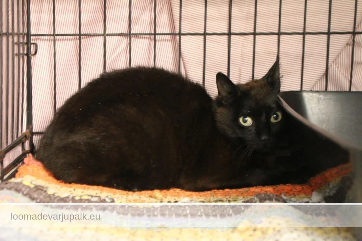 MELJO, Lühikarvaline must female 3yo mixed breed for adoption at Tartu Koduta Loomade Varjupaik, Tartu Varjupaik