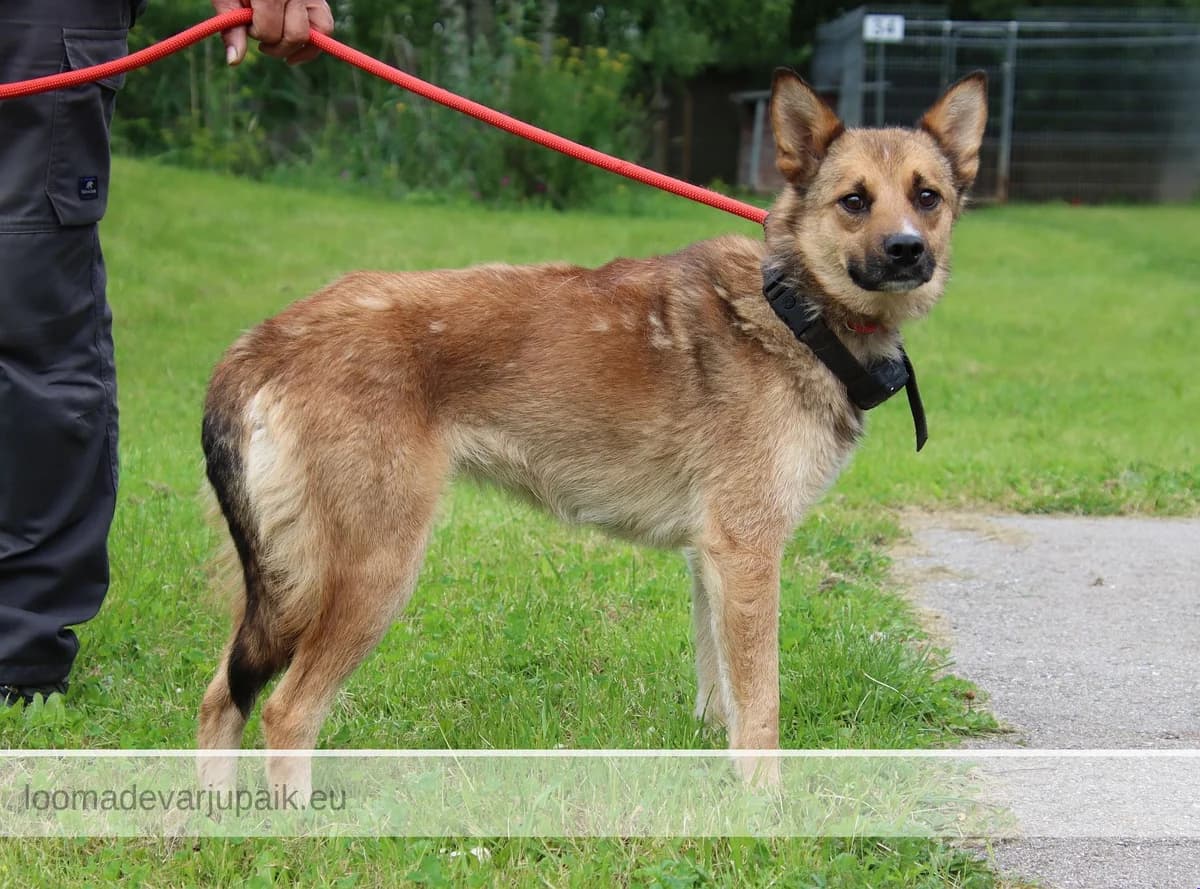 NAIA, Lühikarvaline helepruun female mixed breed for adoption at Tartu Koduta Loomade Varjupaik, Tartu Varjupaik