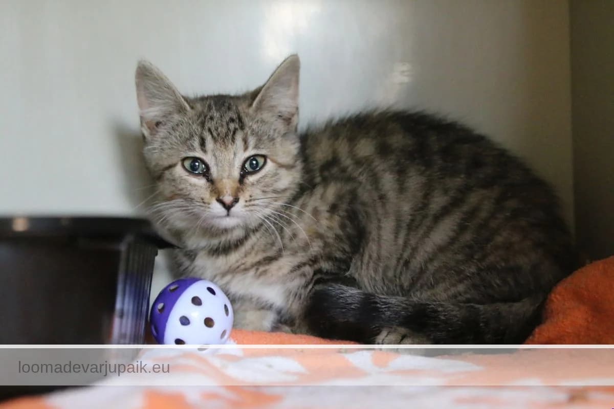 PÄEVIK, Lühikarvaline triibik female puppy mixed breed for adoption at Tartu Koduta Loomade Varjupaik, Tartu Varjupaik