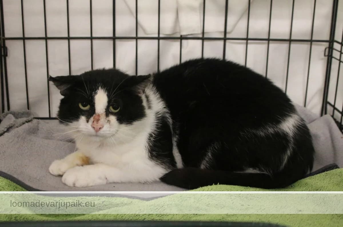 PÄIVO, Lühikarvaline must valgega male senior mixed breed for adoption at Tartu Koduta Loomade Varjupaik, Tartu Varjupaik