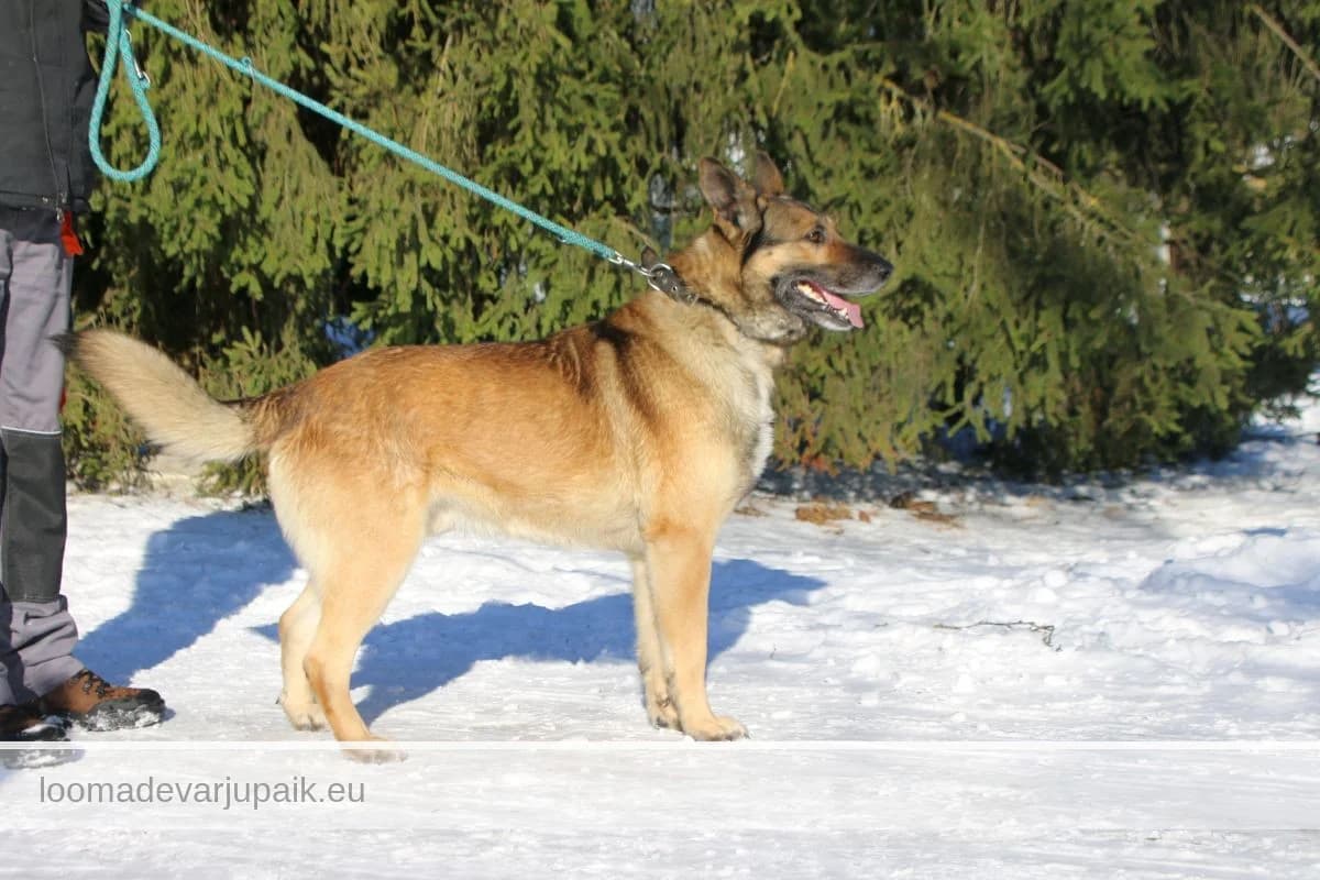 SEMU, Lühikarvaline pruun heledama piirdega male 5yo mixed breed for adoption at Tartu Koduta Loomade Varjupaik, Tartu Varjupaik
